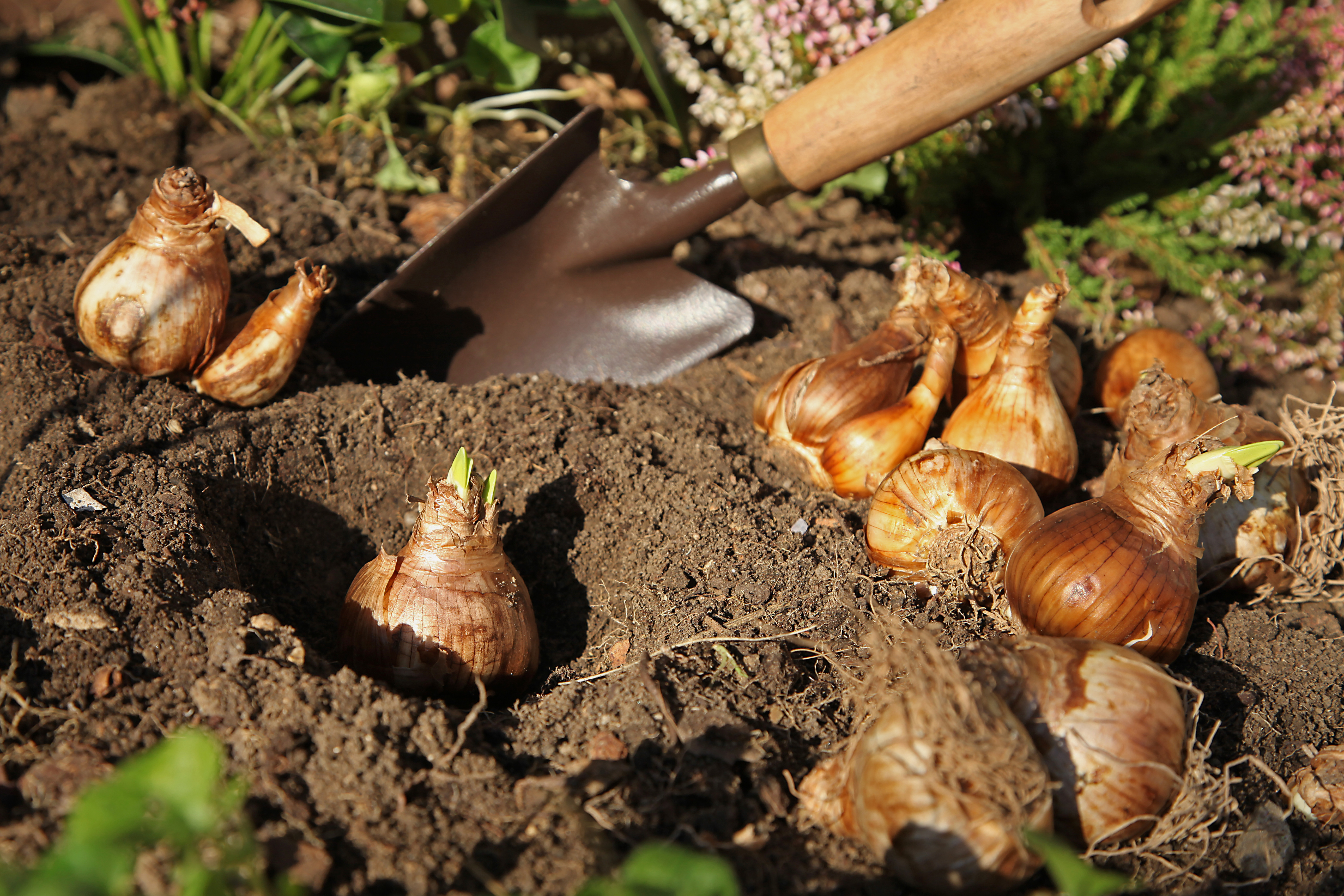 Plant Future Surprises