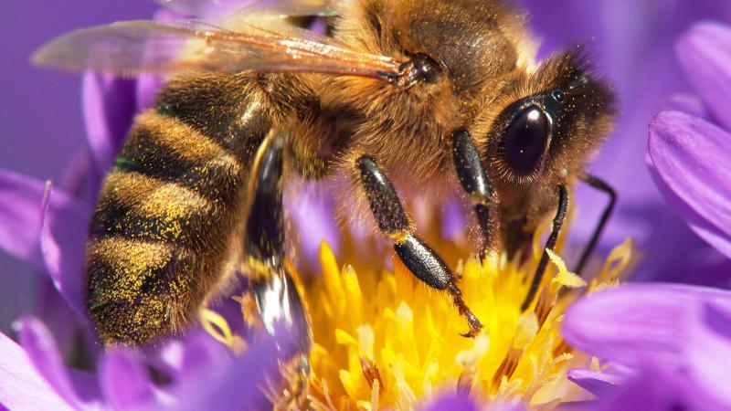 Pollinators Paradise