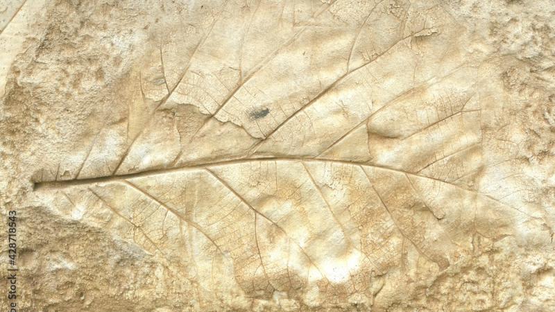 Leaf Casting