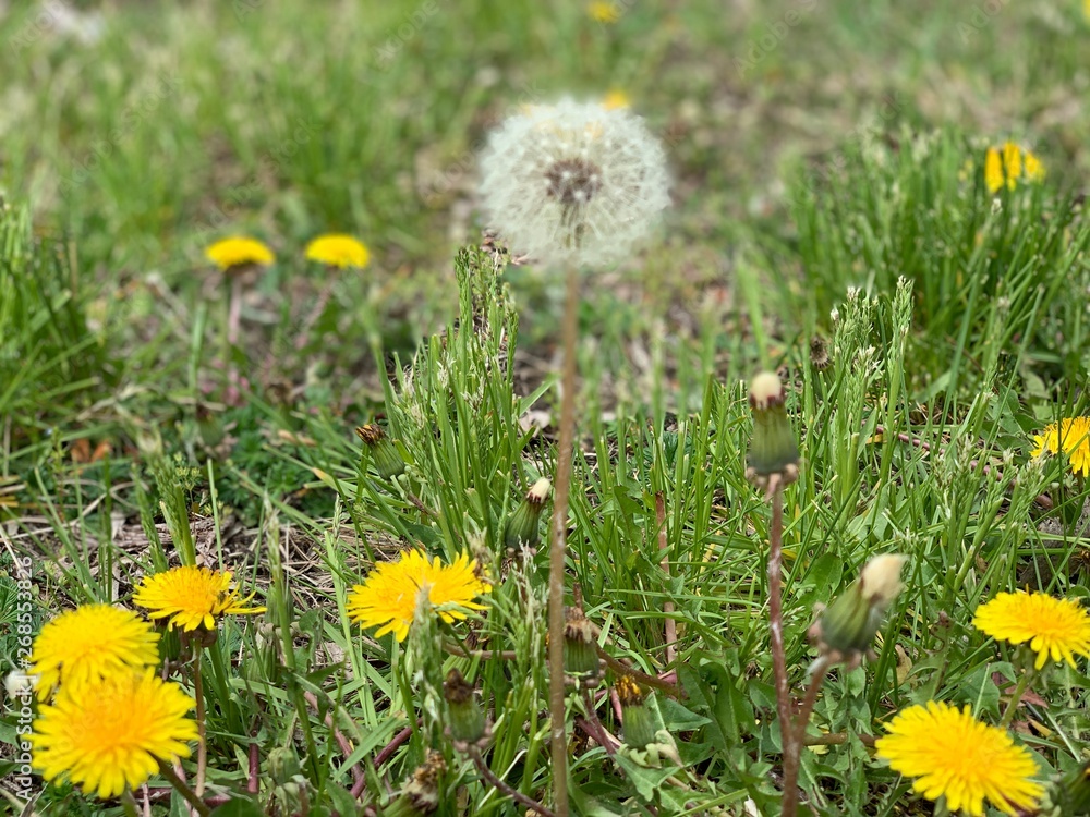 Got Weeds? Want Grass?